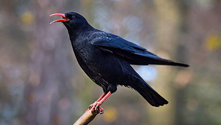Funds for farmers to protect bird habitats Image