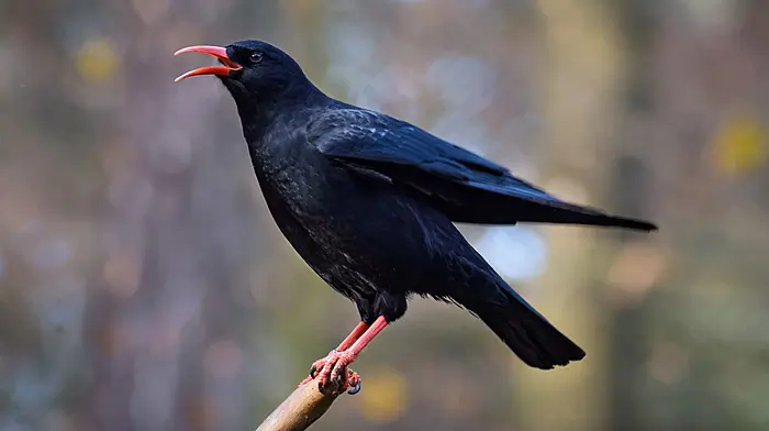 Funds for farmers to protect bird habitats Image