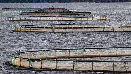 Concern over plans to expand salmon farm Image