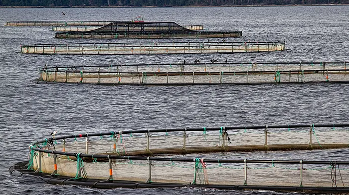 Concern over plans to expand salmon farm Image