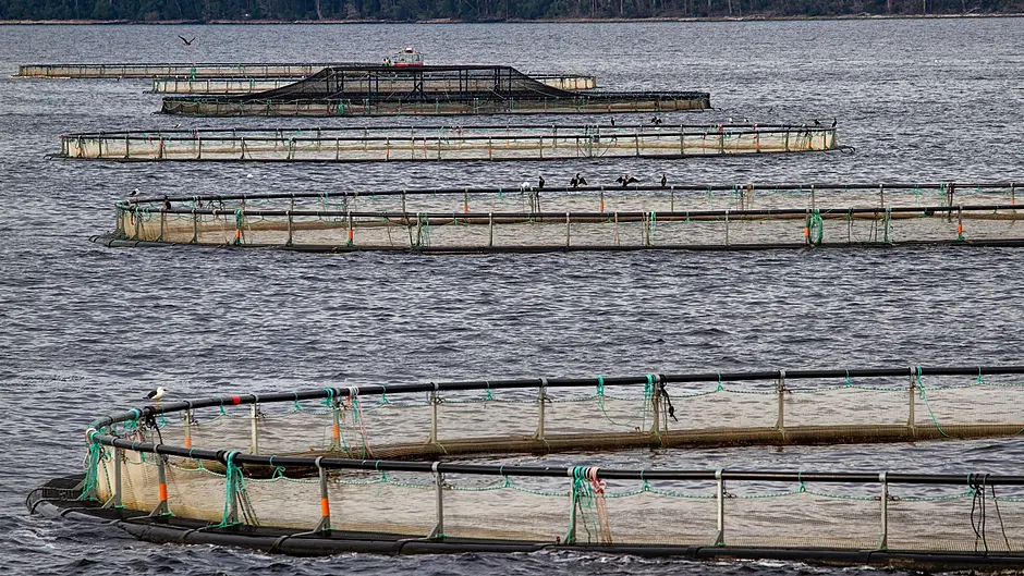 Concern over plans to expand salmon farm Image