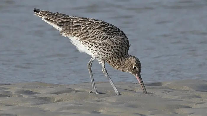 WILDLIFE: Saving the song of the curlew Image