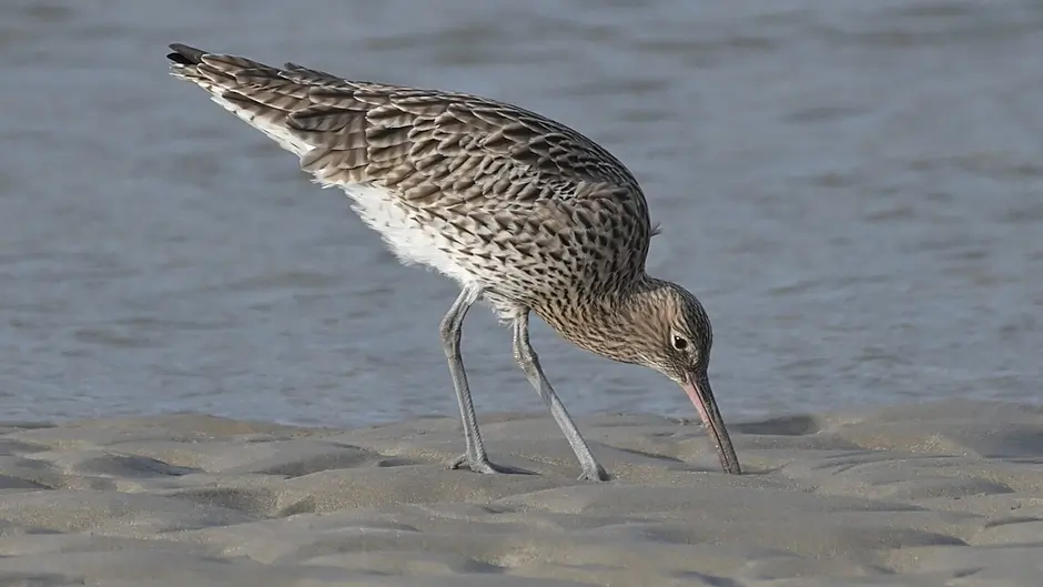 WILDLIFE: Saving the song of the curlew Image