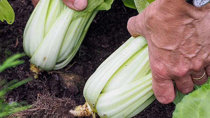 GARDENING: Tidy up, and mind your leek beds Image