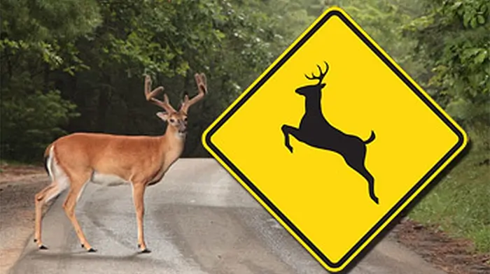 Drivers asked to stay vigilant as deer breeding season begins Image