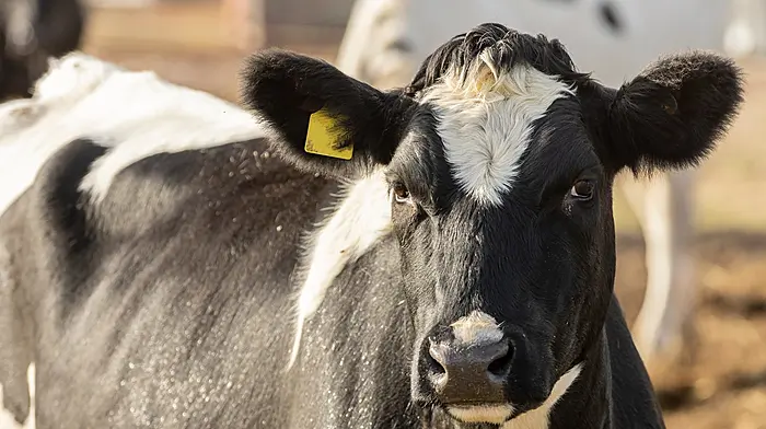 ‘I will find cattle gang’ – farmer’s warning Image