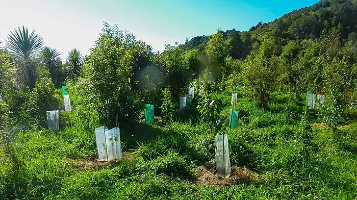Biodiversity boost for Cork projects Image