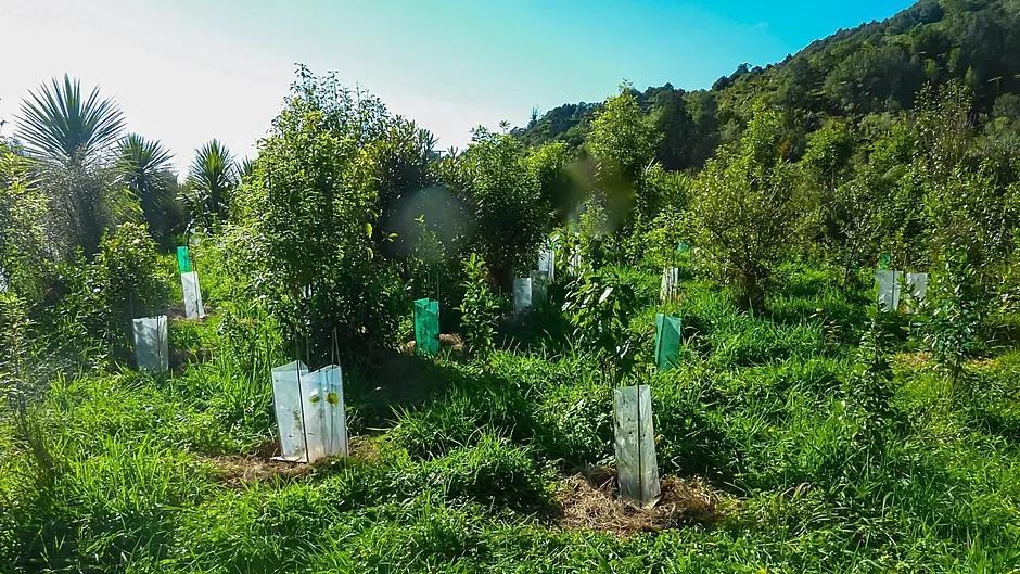 Biodiversity boost for Cork projects Image