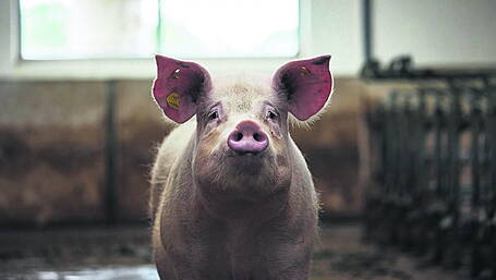 Licence granted to Timoleague piggery Image