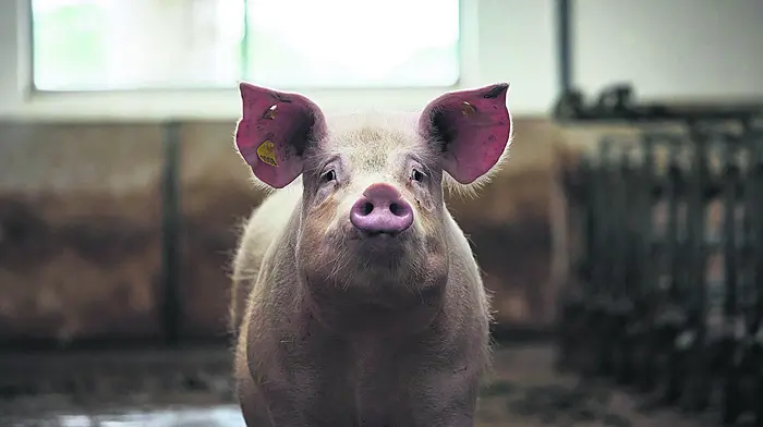 Licence granted to Timoleague piggery Image