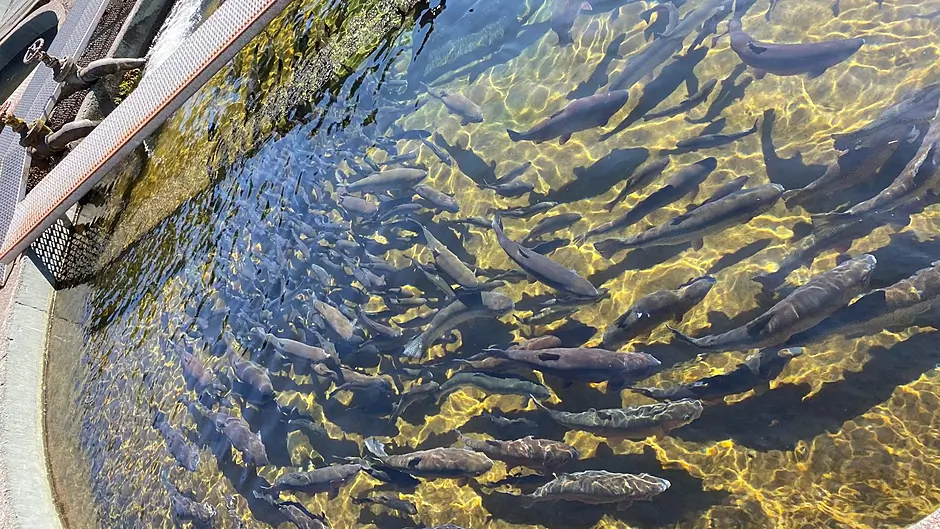 Licensing law raises hopes over Bantry salmon farm Image