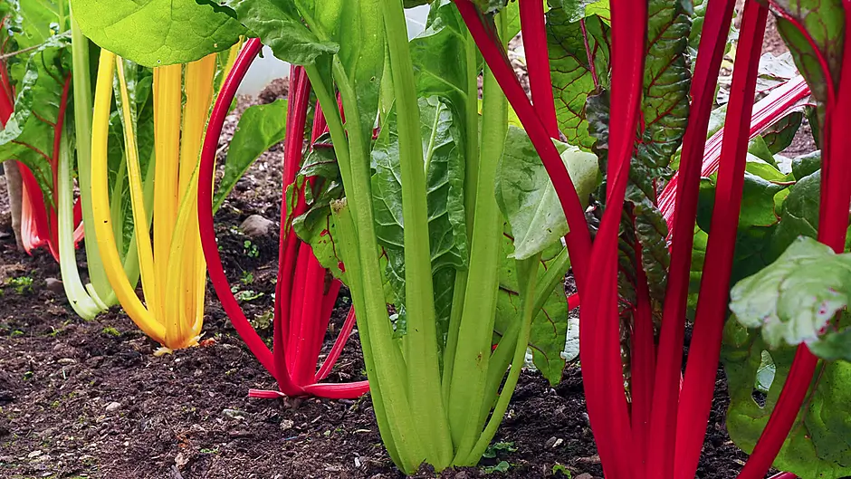 GARDENING: Watch the unpredictable weather Image