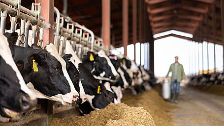 Dairy farmers left ‘holding the baby’ Image