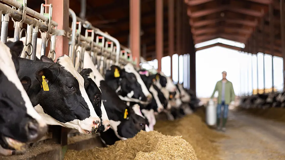 Dairy farmers left ‘holding the baby’ Image