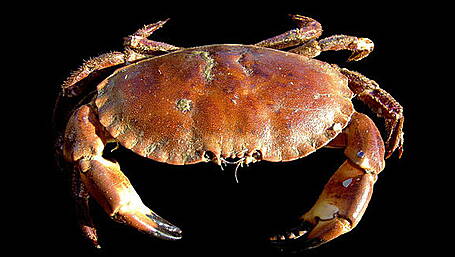 Crab fishing permitted after limits adjusted Image