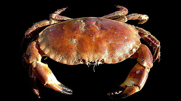 Crab fishing permitted after limits adjusted Image