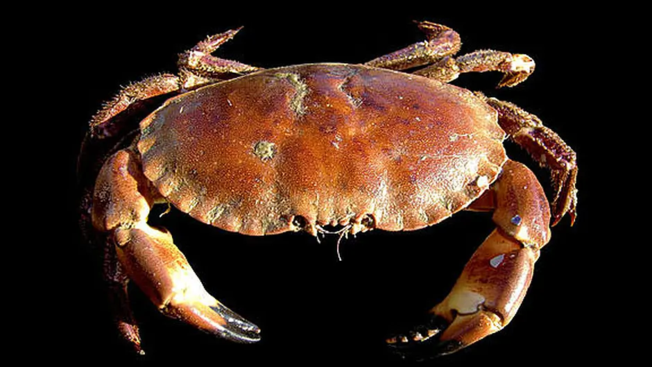 Crab fishing permitted after limits adjusted Image