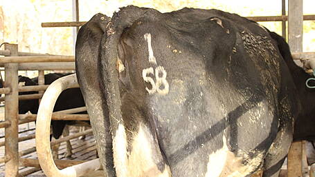 Management during the dry cow period Image