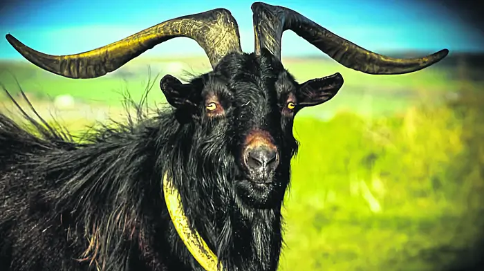 Reader’s Picture of the Week Image