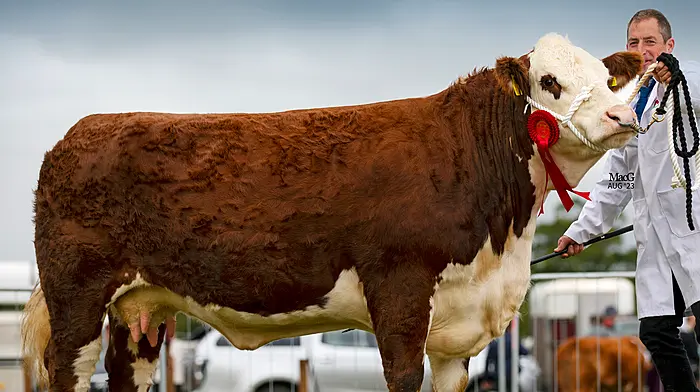 Drimoleague breeder goes the full distance, in the ring and on the track Image