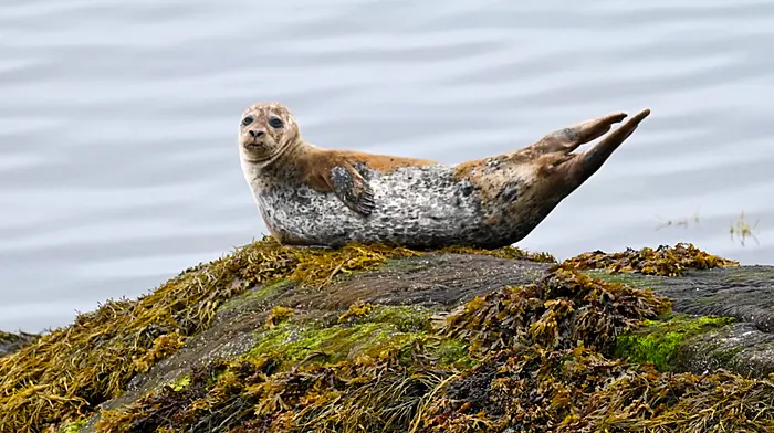 WILDLIFE: Head west for the best wild drives Image
