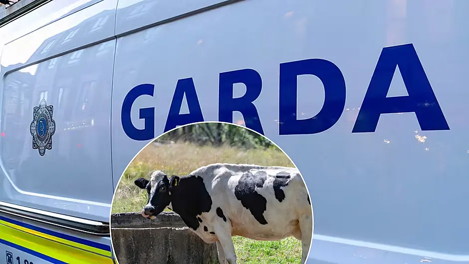 BREAKING: Man arrested in connection with €30,000 Skibbereen cattle theft Image