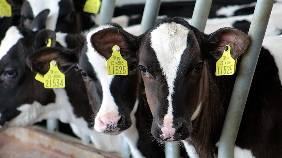 BREAKING: Man (30s) charged and due in court after 18 stolen West Cork cattle recovered Image