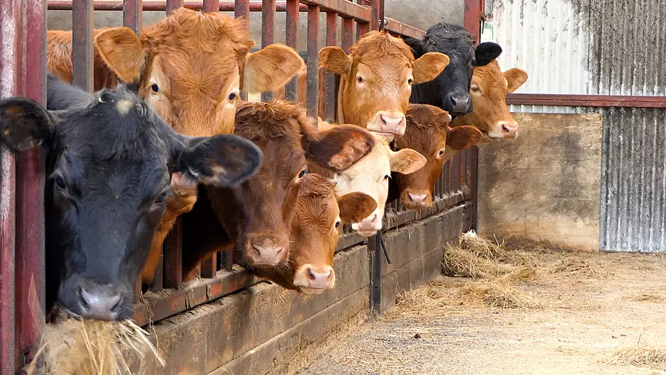 Imported ‘slop’ threat to beef farmers warn Cllrs Image