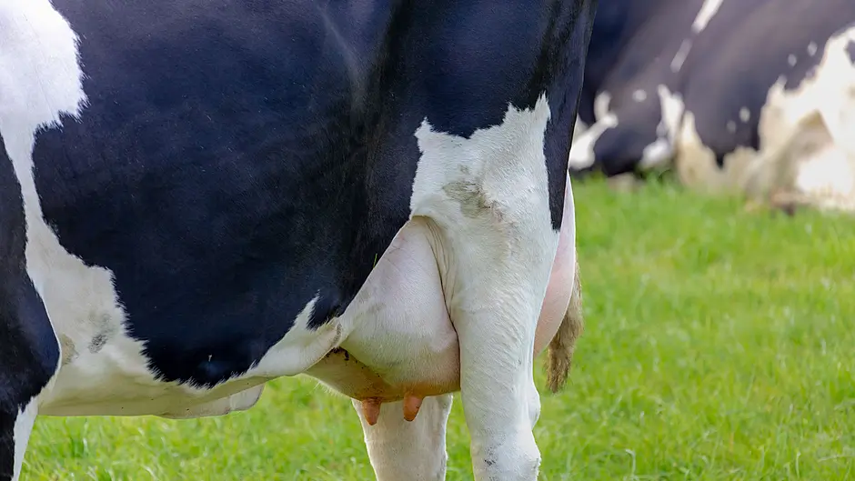 Five Co-ops championed for mastitis control Image
