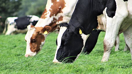 Nitrates extension a relief but sector faces challenge Image