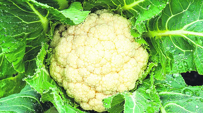 GARDENING: Think small, and enjoy the break Image