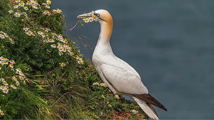WILDLIFE: Nature’s gift-givers revealed Image