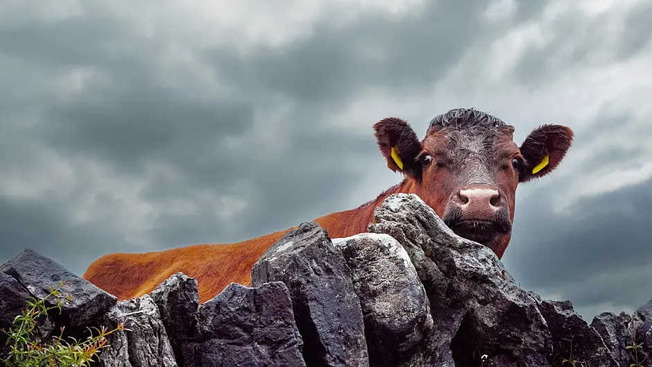 TAKING STOCK: Thank the farmers, it’s Christmas time once more Image