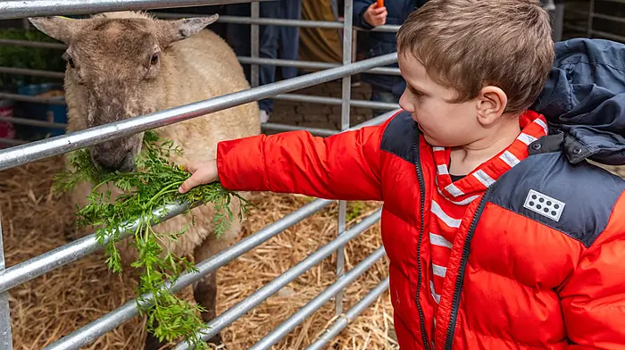 Bantry, West Cork, Ireland. 21st Dec, 2025. Bantry Christian Fellowship Church held a live crib event today. Sheep, goats, a donkey, calves, ducks and hens all made an appearance. Feeding a sheep was Arved Guth from Adrigole. Picture: Andy Gibson.