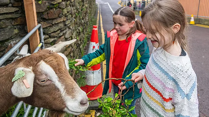 Bantry, West Cork, Ireland. 21st Dec, 2025. Bantry Christian Fellowship Church held a live crib event today. Sheep, goats, a donkey, calves, ducks and hens all made an appearance. Picture: Andy Gibson.