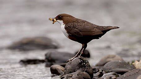 WILDLIFE: Dippers depend on clean waterways Image