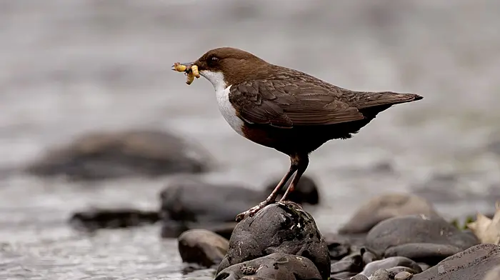 WILDLIFE: Dippers depend on clean waterways Image