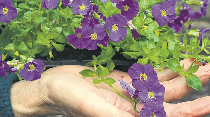 GARDENING: Now is time to sow, so you’re all set for summer Image