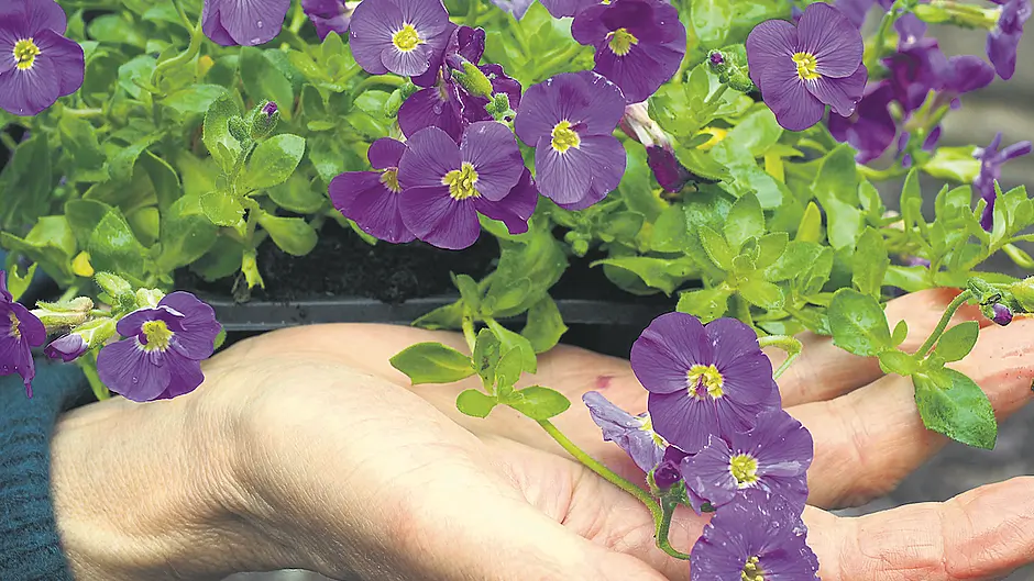 GARDENING: Now is time to sow, so you’re all set for summer Image