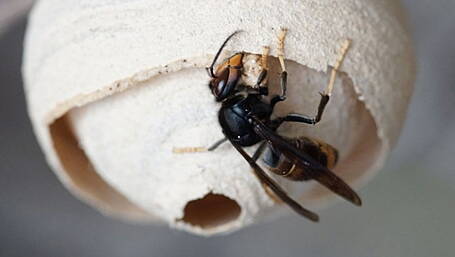 Beekeepers intervene after discovery of Asian hornet nests prompts fundraising to stop the spread of invasive species Image
