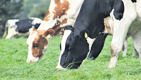 New bTB rules on trading between herds in attempt to reduce spread Image