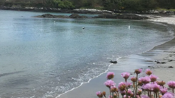 Ballyrisode property sale raises concerns over public beach access Image