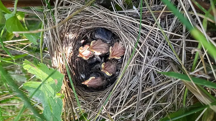 Public reminded to protect nature this Easter during nesting season Image