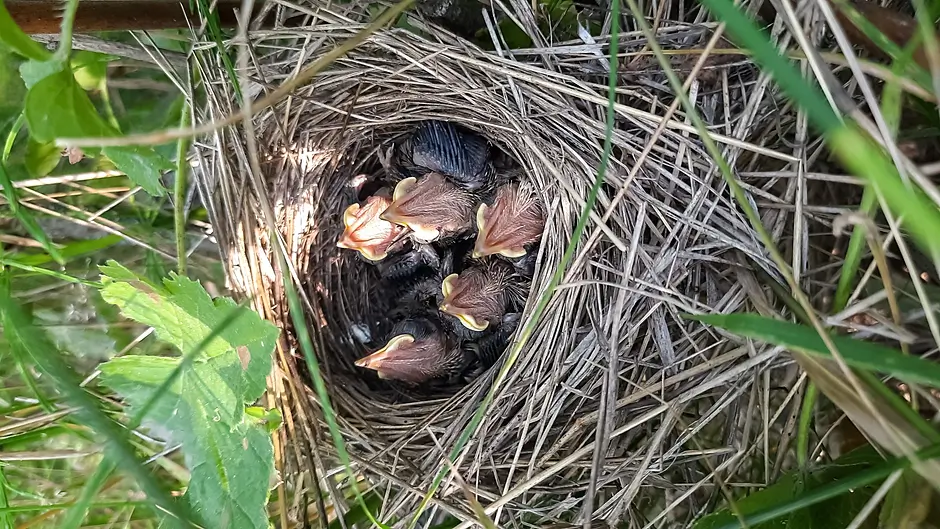 Public reminded to protect nature this Easter during nesting season Image