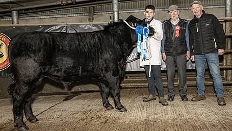 Kilsarlaught Mikey is champion with €4,000 sale at Angus show Image