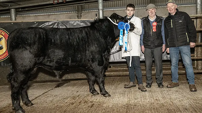 Kilsarlaught Mikey is champion with €4,000 sale at Angus show Image