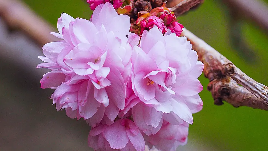 GARDENING: Enjoy beauty of full blossom Image
