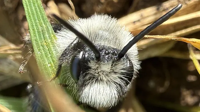 WILDLIFE: Don’t miss spotting solitary bees this spring Image
