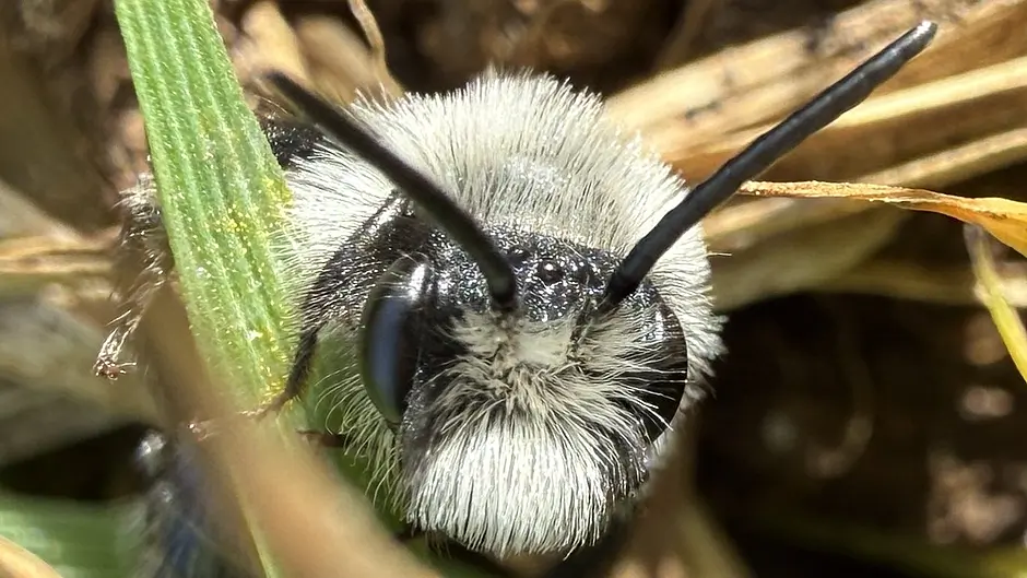 WILDLIFE: Don’t miss spotting solitary bees this spring Image