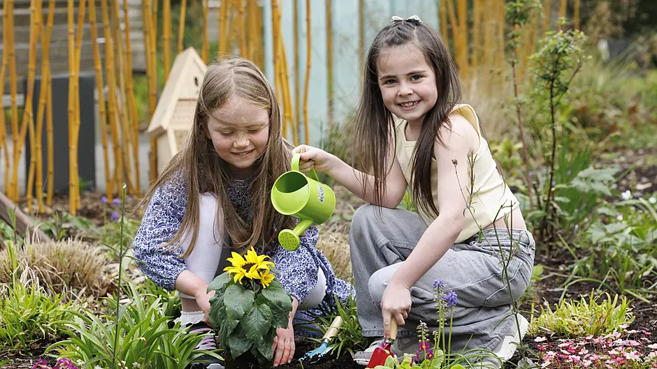 Host a hospice sunflower fun day this June Image